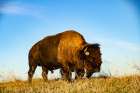 USA, South Dakota, Wall, Badlands National Park, North American Bison Art Print